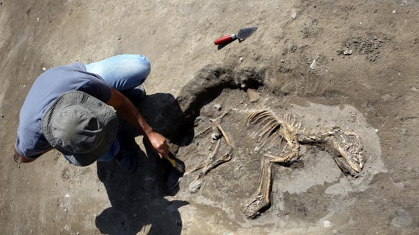 van-da-3-bin-yillik-kopek-iskeleti-bulundu-6103273.jpeg
