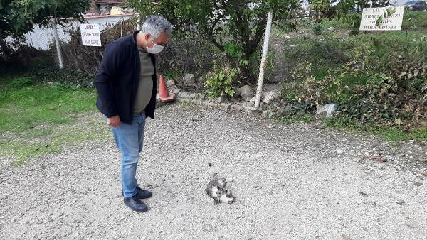 Edirne'de vahşet! 6 kedi ölü bulundu - Resim : 1