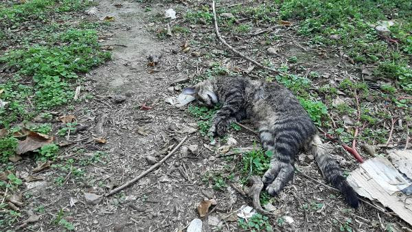 Edirne'de vahşet! 6 kedi ölü bulundu - Resim : 2