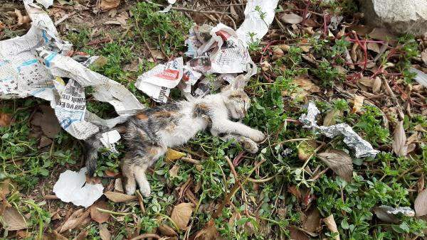 Edirne'de vahşet! 6 kedi ölü bulundu - Resim : 3