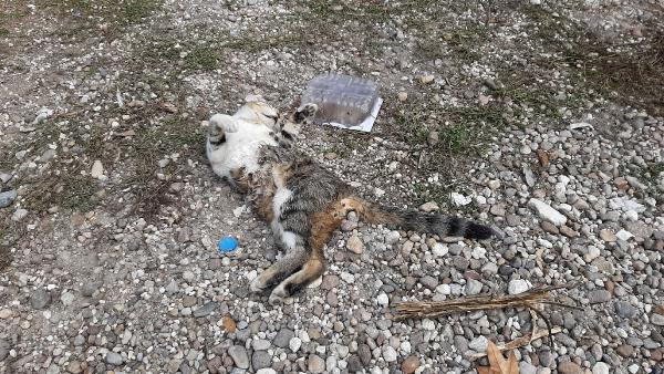 Edirne'de vahşet! 6 kedi ölü bulundu - Resim : 4