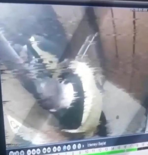 İzmir'de akılalmaz görüntü! Damacanaya idrarını yapan sucu kamerada - Resim : 1