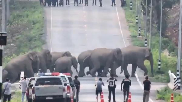 Tayland'da caddeyi fil sürüsü bastı - Resim : 1