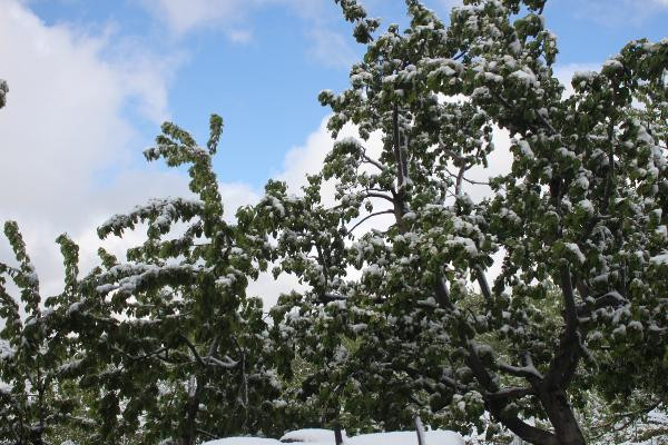 Fotoğraf Türkiye'den! Mayıs sonunda kar yağdı - Resim : 2