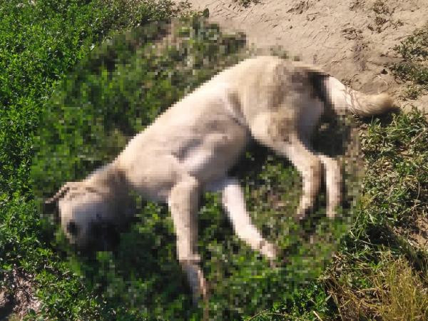 Bursa'da köpek katliamı! - Resim : 1