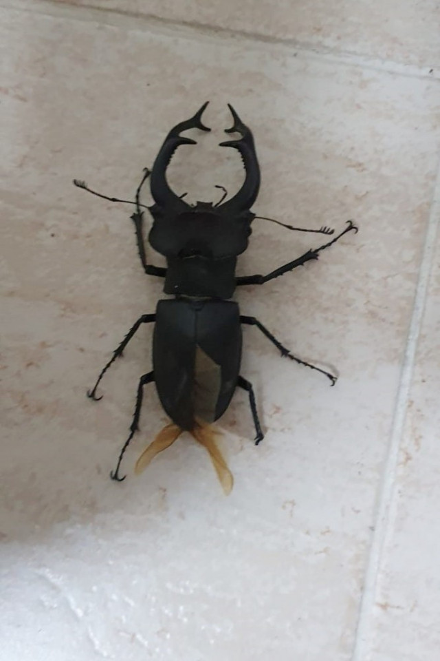 Nesli tehlikede olan geyik böceği Osmaniye'de ortaya çıktı - Resim : 1