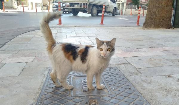 Sucuğunu yiyen sokak kedisine tekme attı! - Resim : 2