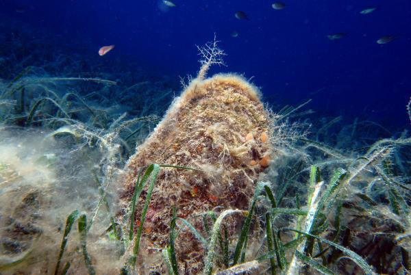 Akdeniz'de büyük tehdit! Denizi temizleyen canlılar hızla yok oluyor - Resim : 3