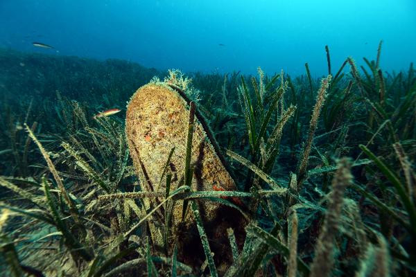 Akdeniz'de büyük tehdit! Denizi temizleyen canlılar hızla yok oluyor - Resim : 2