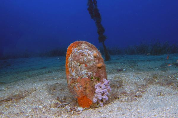 Akdeniz'de büyük tehdit! Denizi temizleyen canlılar hızla yok oluyor - Resim : 4