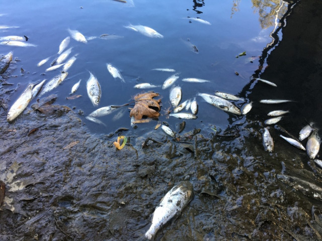 Bartın Irmağı'nda yüzlerce balık telef oldu - Resim : 1