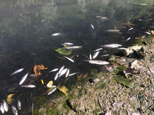 Bartın Irmağı'nda yüzlerce balık telef oldu - Resim : 2