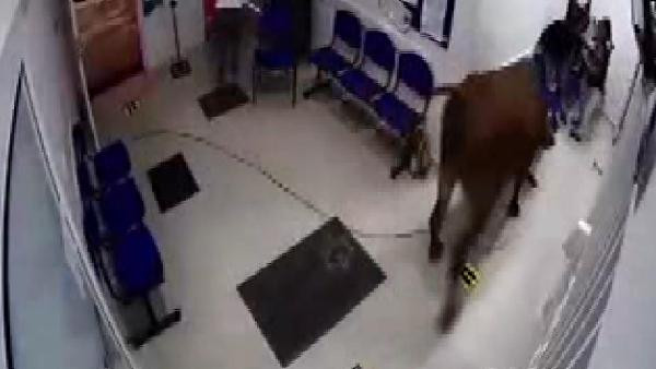 Hastaneye giren inek ortalığı birbirine kattı! Şoke eden görüntüler - Resim : 1