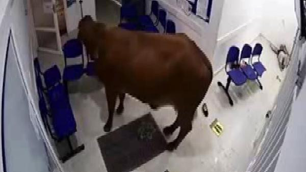 Hastaneye giren inek ortalığı birbirine kattı! Şoke eden görüntüler - Resim : 2