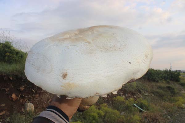 Taş zannetti bakın ne çıktı - Resim : 1
