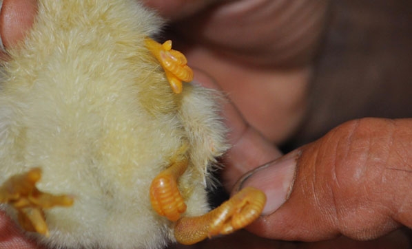 Yumurtadan çıktı ! Görenleri şaşırtıyor... - Resim : 1