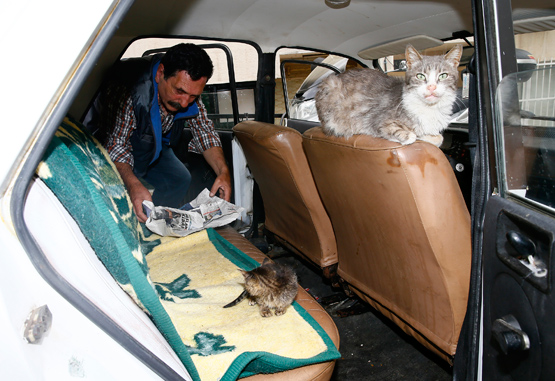 Otomobilini kediler için yuvaya dönüştürdü - Resim : 1