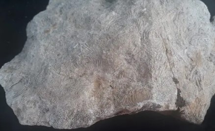 Gabar Dağı'nda 45 milyon yıllık deniz fosilleri bulundu - Resim : 1
