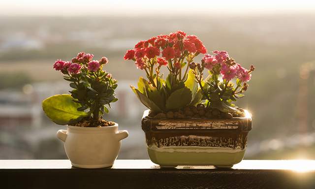 En Güzel Balkon Çiçekleri (Bitki Önerileri & Tavsiyeler) - Resim : 5