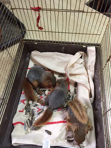 Sincap şebekesine operasyon - Resim : 2