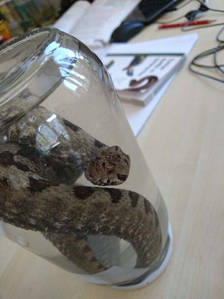 İlk defa boynuzlu engerek yılanı yakalandı - Resim : 2
