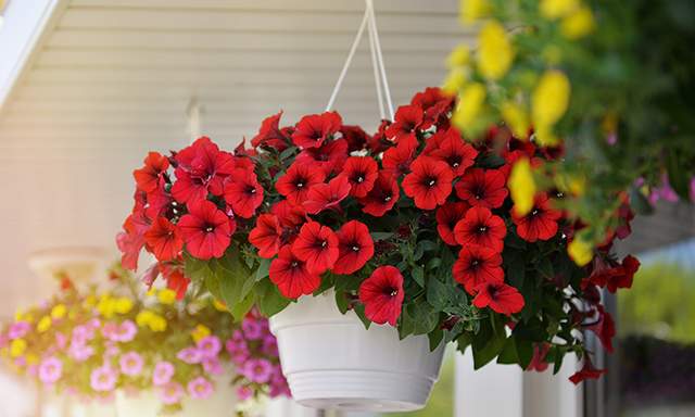 En Güzel Balkon Çiçekleri (Bitki Önerileri & Tavsiyeler) - Resim : 2