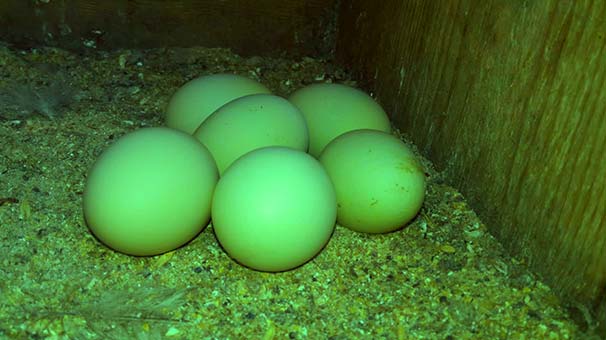 Bu tavuk yeşil yumurta yumurtluyor - Resim : 1