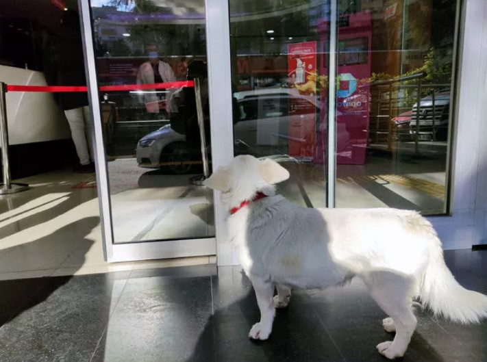 Sahibi tedavi gören köpek, 5 gündür hastane kapısında bekliyor - Resim : 1