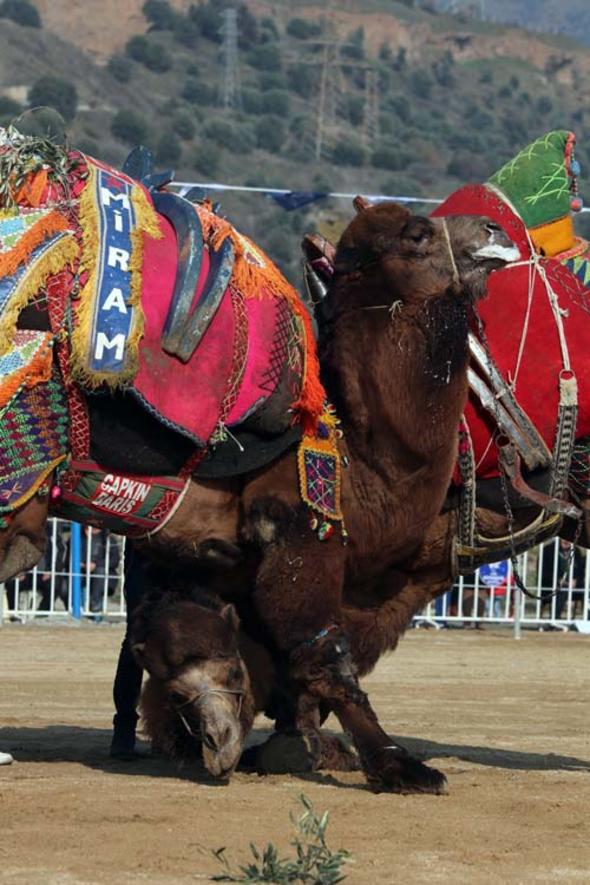 Deve güreşini böyle izledi - Resim : 2