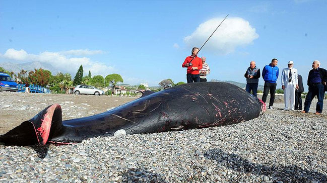 Antalya'da ölü balina kıyıya vurdu - Resim : 1