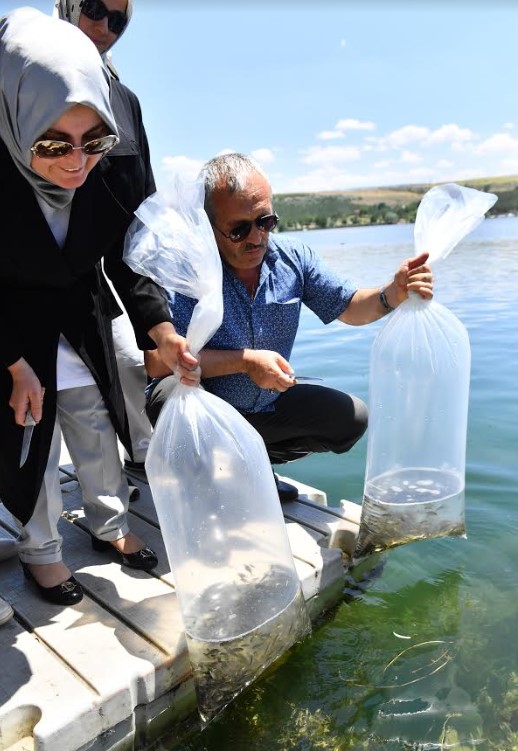 Ankara Büyükşehir Belediyesi, göl ve göletlerde balıklandırma çalışmalarını tamamladı - Resim : 1