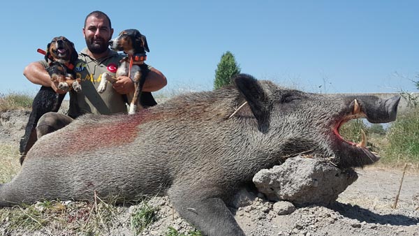 250 kiloluk yaban domuzunu avladı - Resim : 1