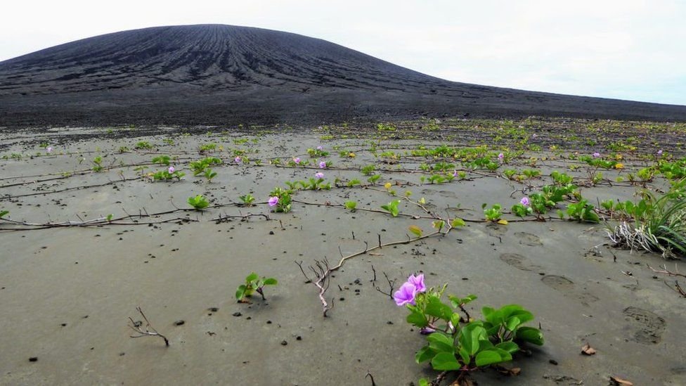 Dünyanın en yeni adasında şaşırtan keşif - Resim : 2