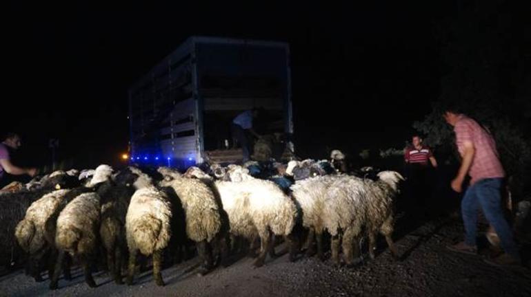 Tunceli'de kamyon devrildi: 12 hayvan telef oldu - Resim : 1