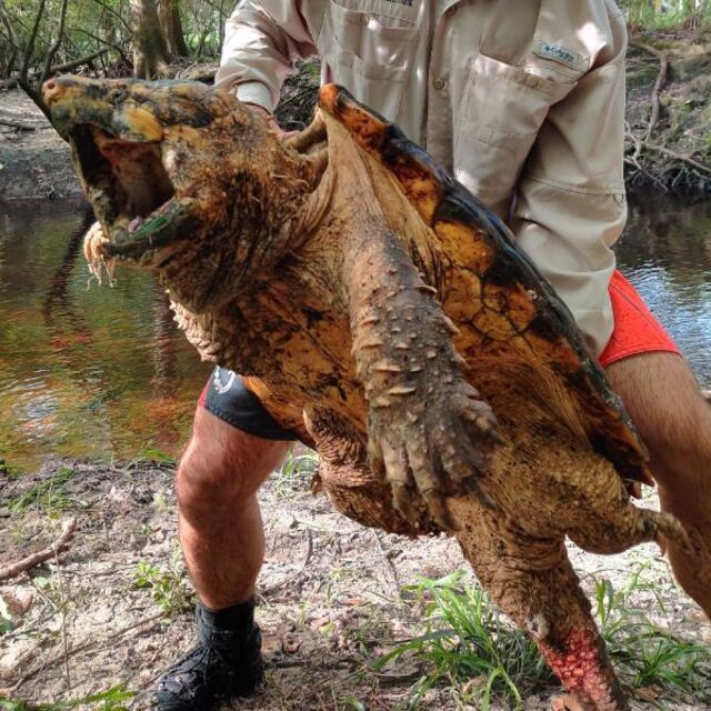 Dünyanın en büyük timsah kapan kaplumbağası ABD'de yakalandı - Resim : 1