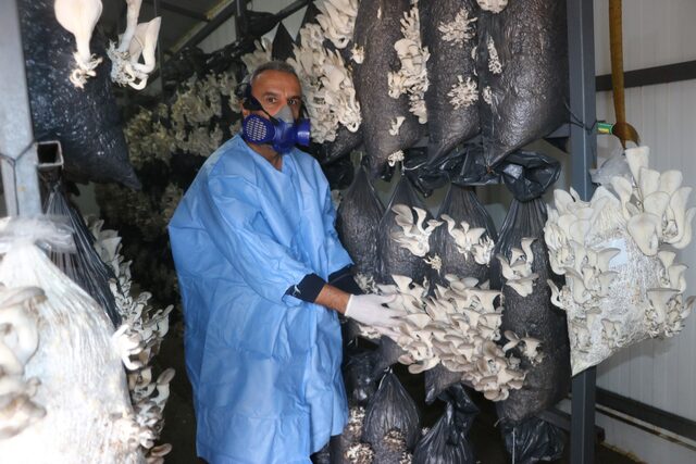 Mantar tesisi kurdu ! Şimdi para basıyor... - Resim : 1