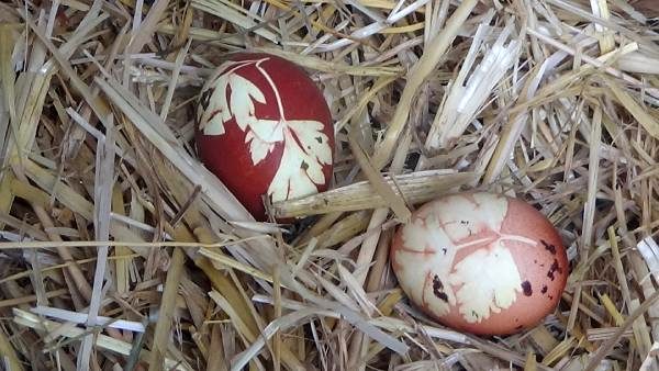 Maydanoz yiyen tavuğun yumurtaları şaşırttı - Resim : 1