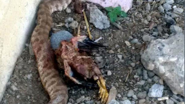 Kümesteki tavukları telef eden yılan öldürüldü - Resim : 1