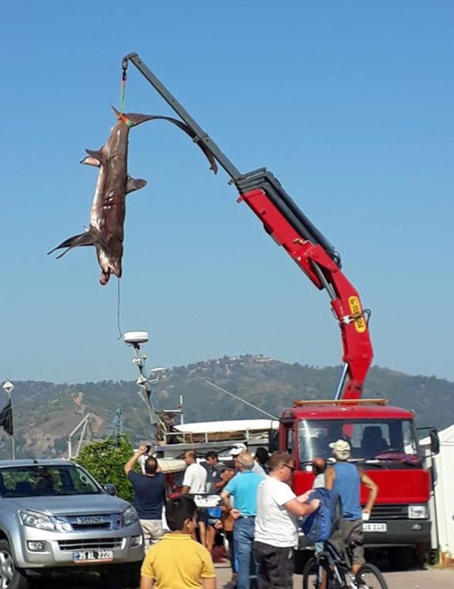 Fethiye'de 3 metrelik köpek balığı yakalandı - Resim : 1