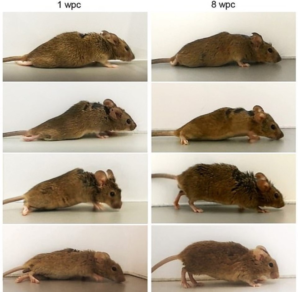 Bilim insanları felçli fareleri yürütmeyi başardı - Resim : 1