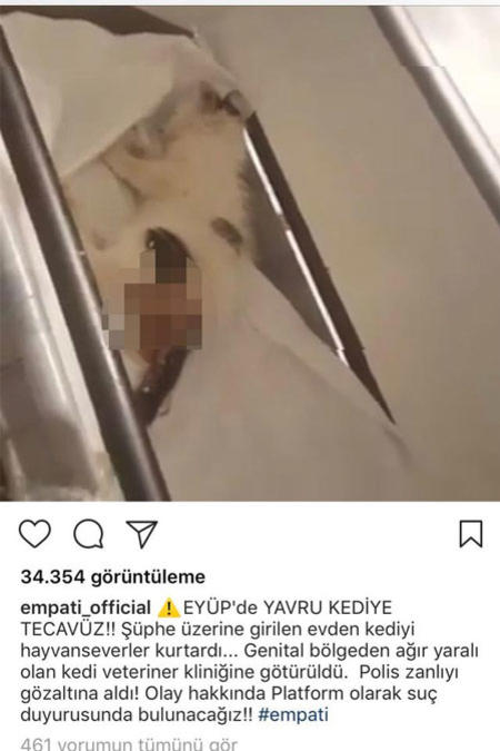 İstanbul'da kediye tecavüz edildi ! - Resim : 2