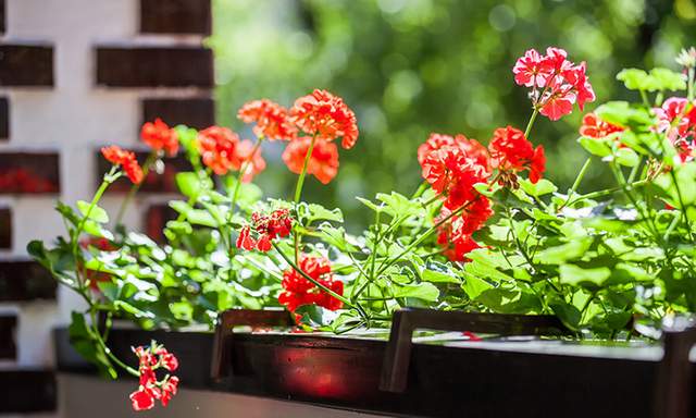 En Güzel Balkon Çiçekleri (Bitki Önerileri & Tavsiyeler) - Resim : 1