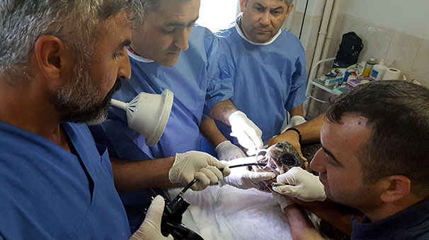 Caretta Carettaya özel ameliyat - Resim : 1