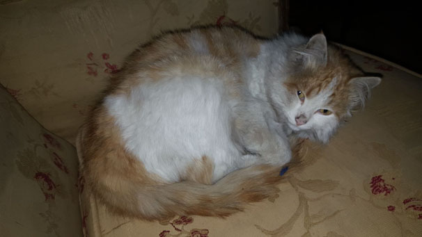 Elbab'da bulduğu kedi ''Barış''ı ilk kez ziyaret etti - Resim : 2