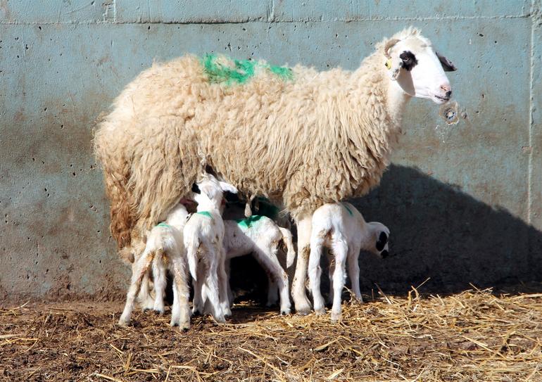 Bir koyun altız doğurdu - Resim : 1