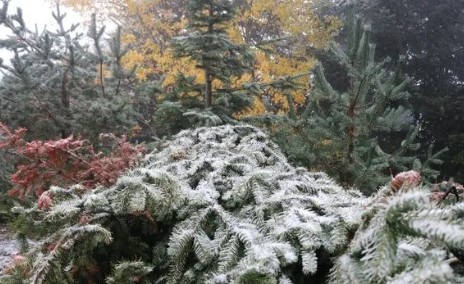 Bolu'ya mevsimin ilk karı düştü - Resim : 1