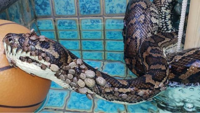 Üzerine 500 kene yapışmış yılan kurtarıldı - Resim : 1