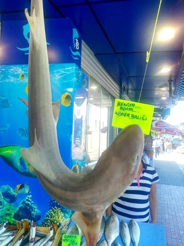 ''Marmara Denizi köpek balığı kaynıyor'' - Resim : 1
