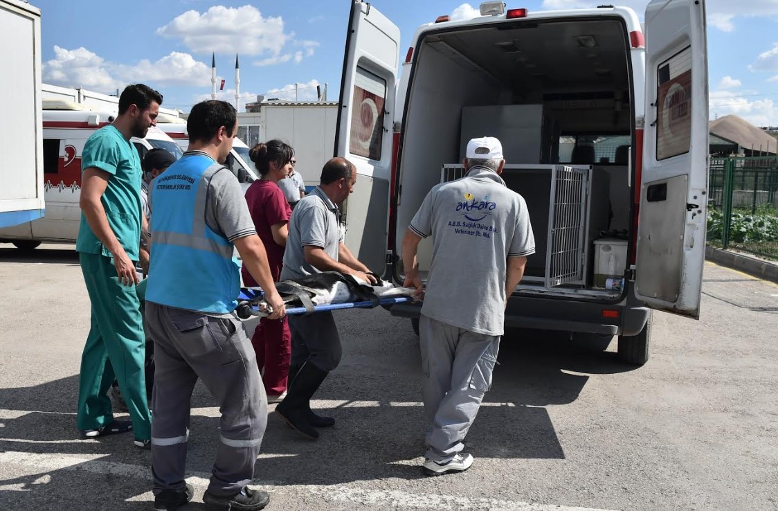 Hayvanseverler Başkent'te sokak hayvanları için buluşacak - Resim : 1