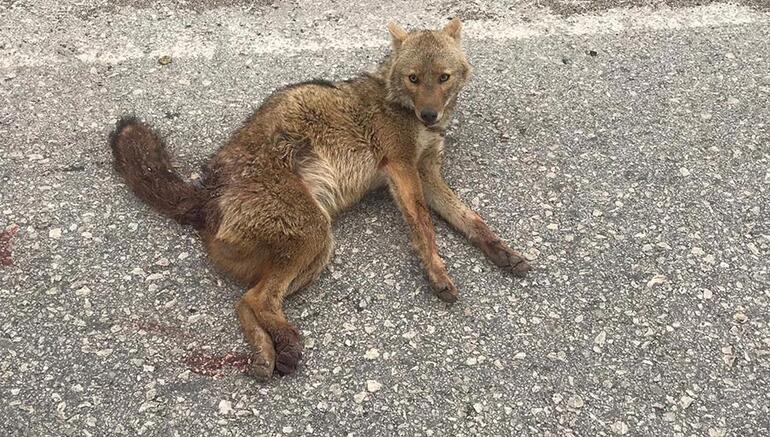 Yolda gördüler, seferber oldular ! - Resim : 1
